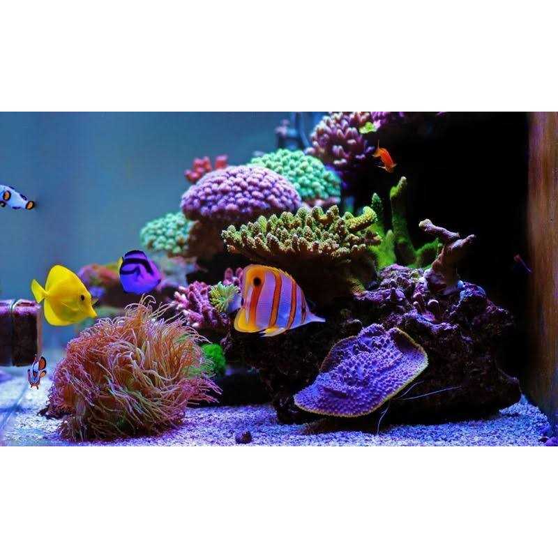Aquatics Razor Marine L77753