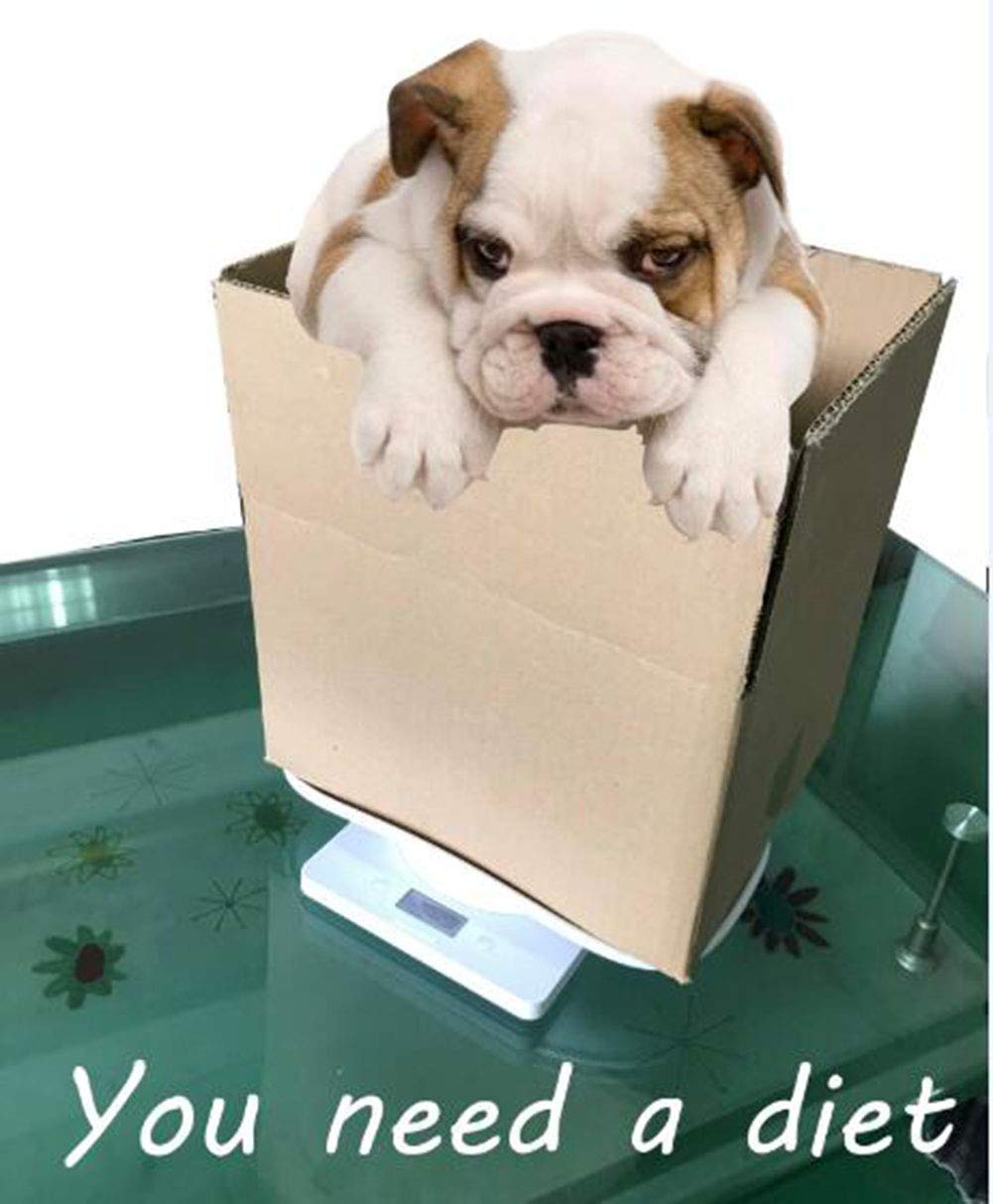 Digital Pet Scale 22 lbs Capacity White L270