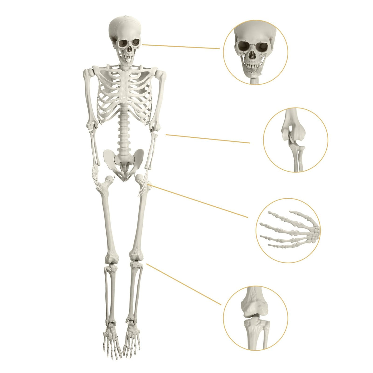 5.5ft Poseable Plastic Skeleton Z902803