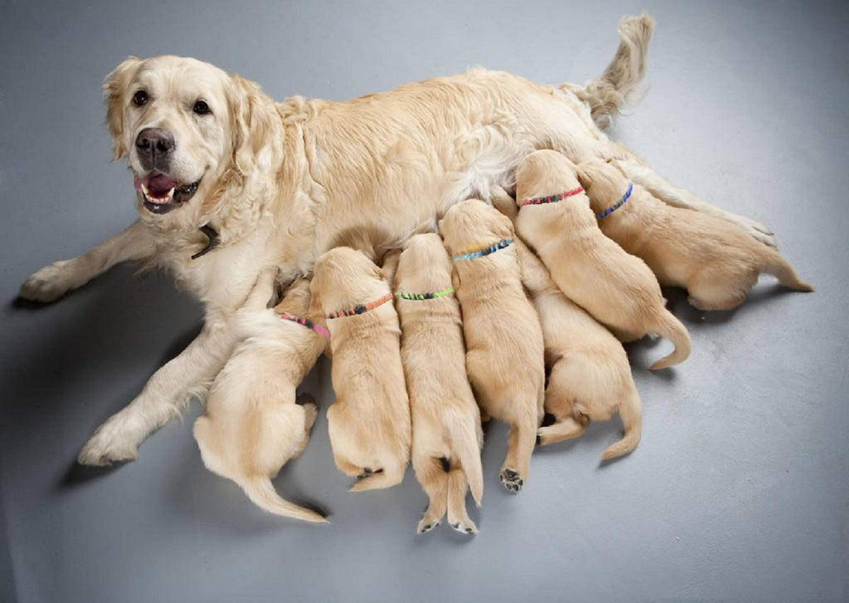 Soft Nylon Puppy Collars 12pcs H774