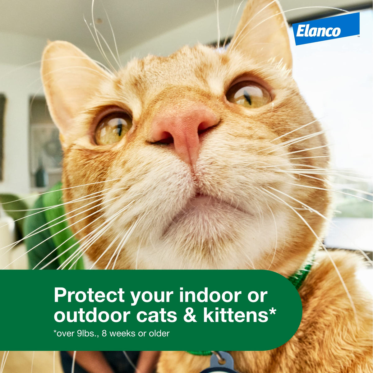 Large Cat Topical Flea Treatment & Prevention 1ct T13465