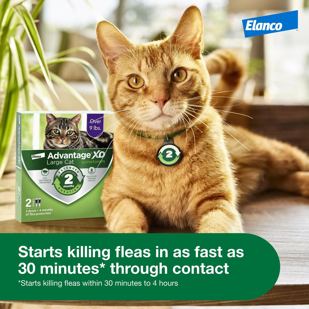 Large Cat Topical Flea Treatment & Prevention 1ct T13465
