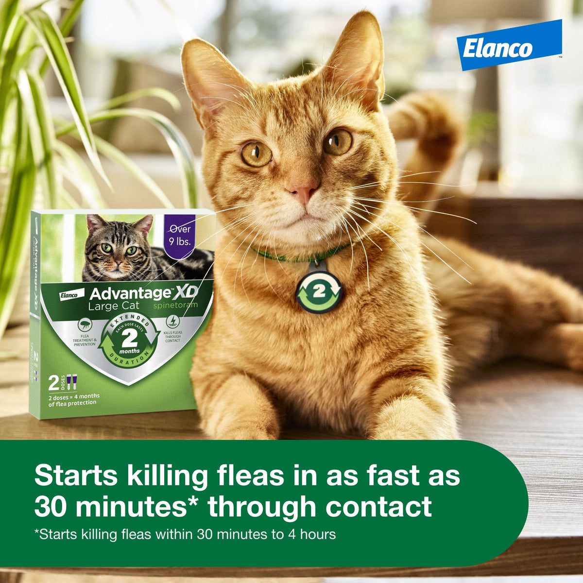 Large Cat Topical Flea Treatment & Prevention 1ct T13465