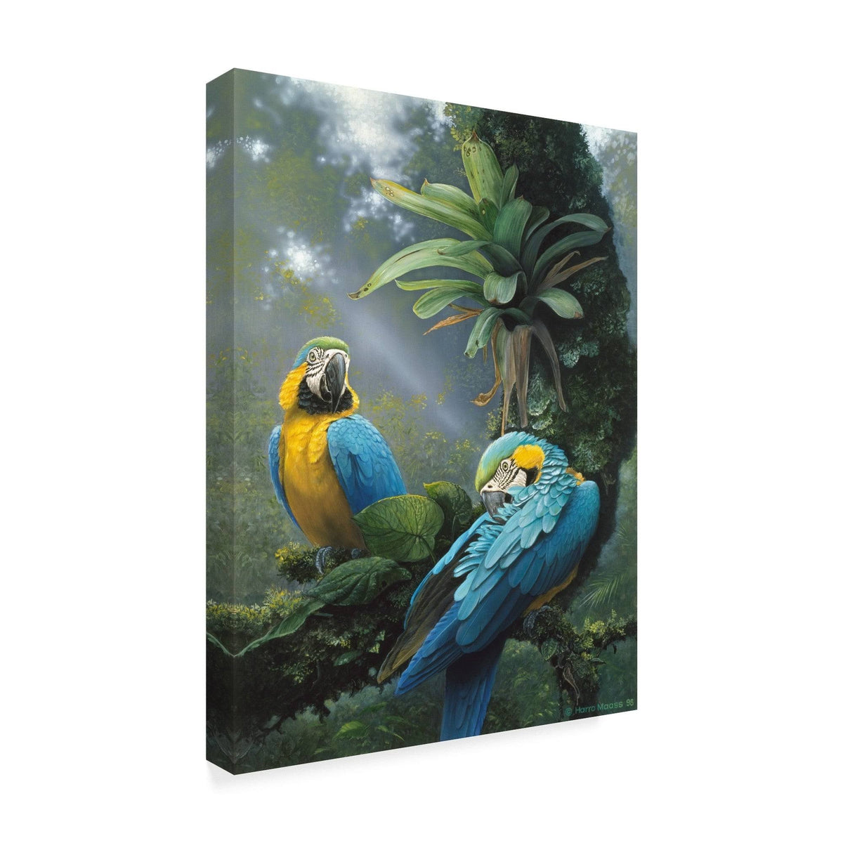 Blue and Yellow Macaw V666281