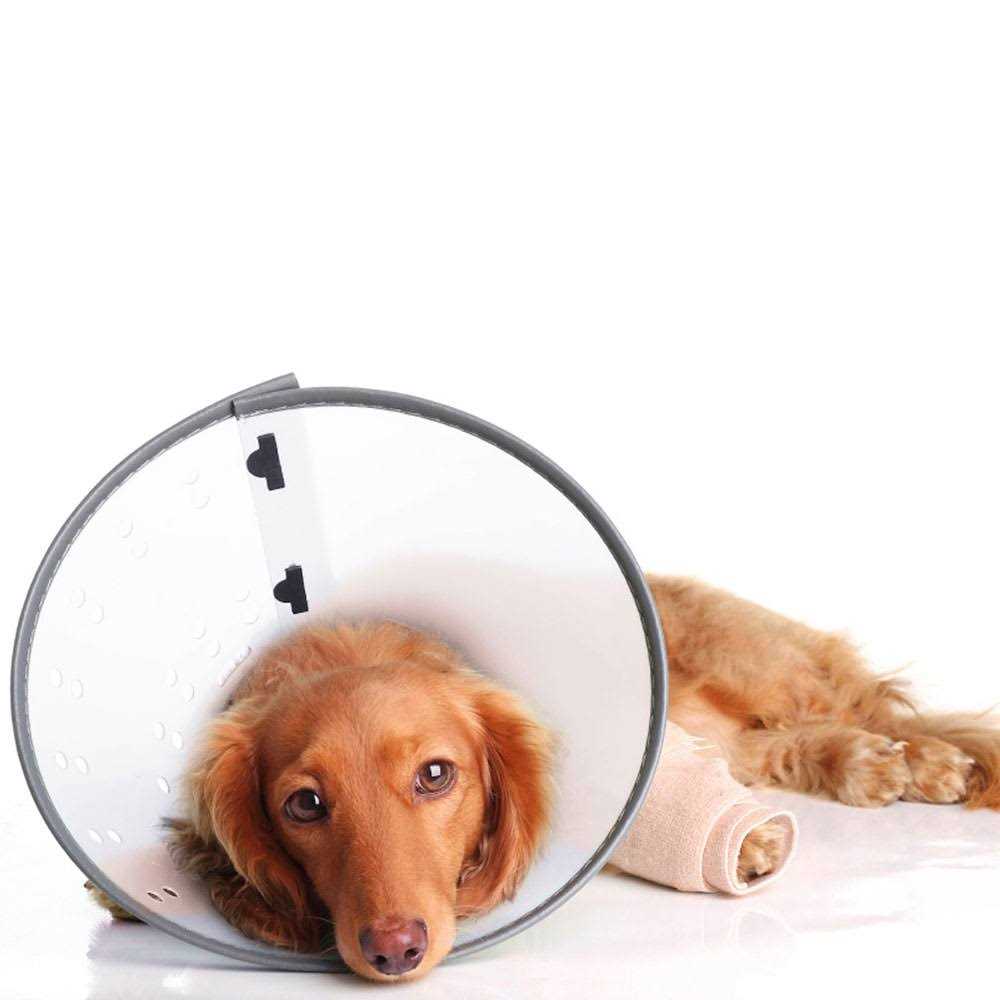 Dogswell E-Collar S2109